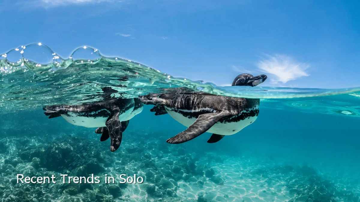 Recent Trends in Solo