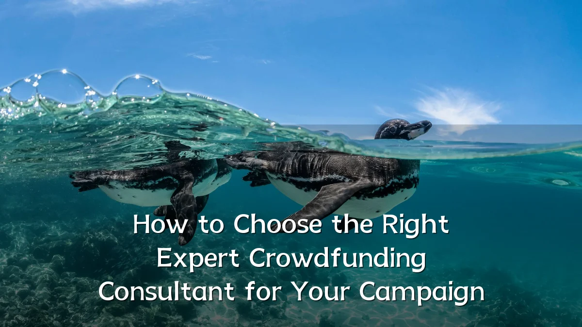 How to Choose the Right Expert Crowdfunding Consultant for Your Campaign
